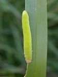 Brachythops flavens